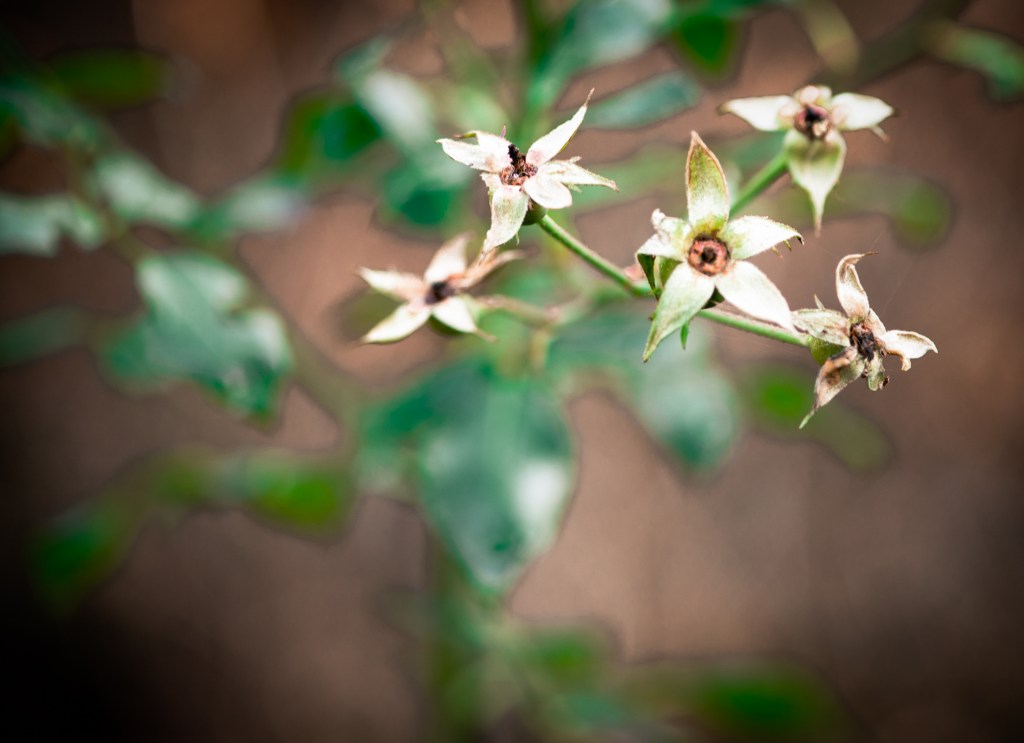 roses, former fairies